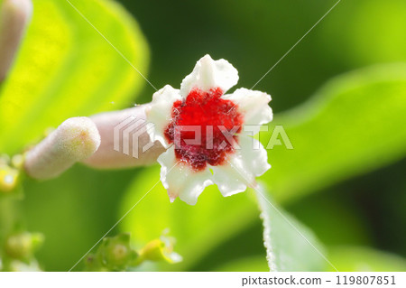 Hexokazura flowers 119807851