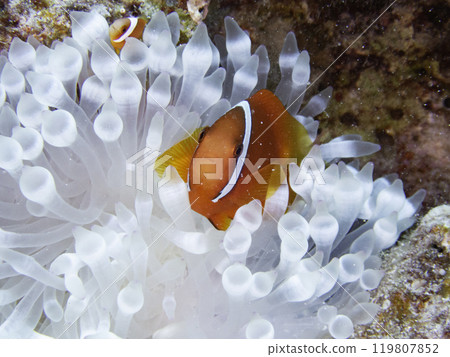 Anemonefish on a bleached sea anemone Anemonefish on a bleached sea anemone 119807852