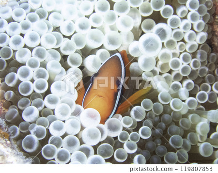 漂白海葵中的小丑魚 119807853