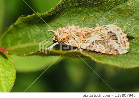 Spodoptera litura Spodoptera litura 119807945