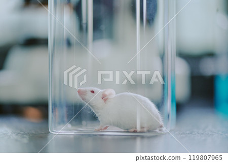 Laboratory mouse inside a clear glass container, exploring its surroundings with curiosity. Scientific setting visible in background, indicating research or experiment environment 119807965