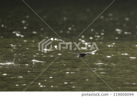A blue-tailed swift flies at high speed over the water surface 119808094