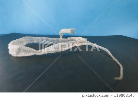 Snake's shell 119808143