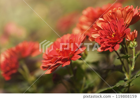 Terracotta chrysanthemum flowers on a green natural blurred background. 119808159