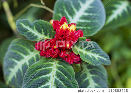 熱帶植物植物園紅色花朵 熱帶植物植物園紅色花朵 119808438