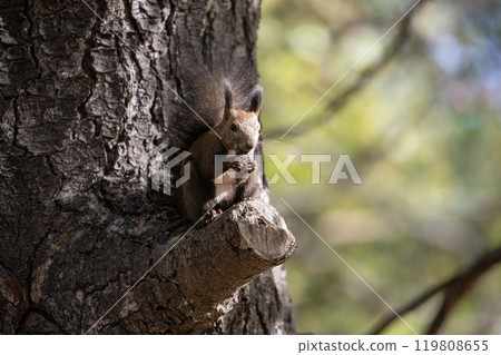 A cute Hokkaido squirrel running around in the autumn forest 119808655