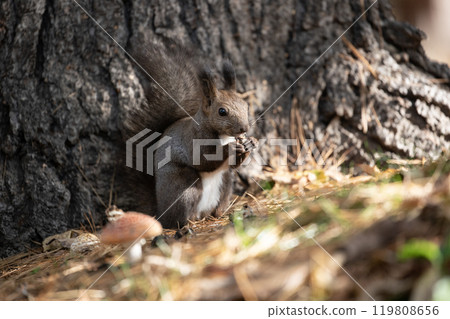 A cute Hokkaido squirrel running around in the autumn forest 119808656