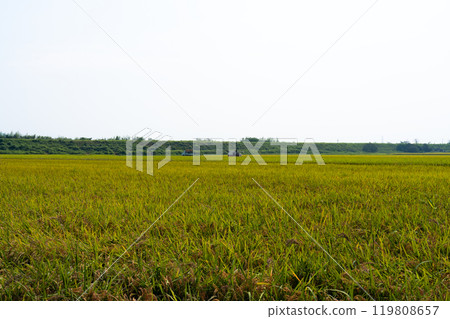 Rice harvest scene 119808657