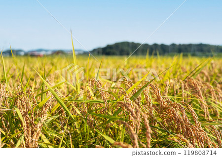Copy space for harvest time rice and blue sky Copy space for harvest time rice and blue sky 119808714
