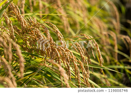 Copy space for harvest time rice and blue sky 119808746