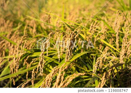 複製收成時稻穗和藍天的空間 119808747