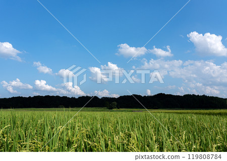 夏天生長的稻穗 119808784