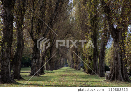 Poplar a tree 119808813
