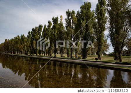Poplar a tree Poplar a tree 119808820