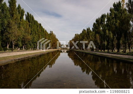 Poplar a tree Poplar a tree 119808821