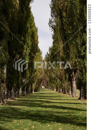 Poplar a tree Poplar a tree 119808823