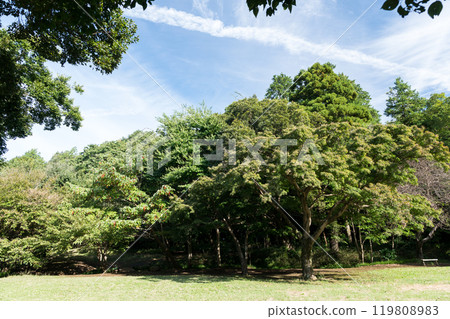 脅水廣場附近的森林，野川河沿岸，野川公園旁邊，晴朗的秋天天空，東京三鷹市大澤 119808983