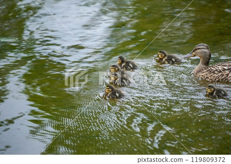野鴨小鴨們活躍地遊來游去，它們的媽媽溫柔地看著它們 119809372