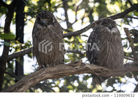 The forest where the island owl lives The forest where the island owl lives 119809632