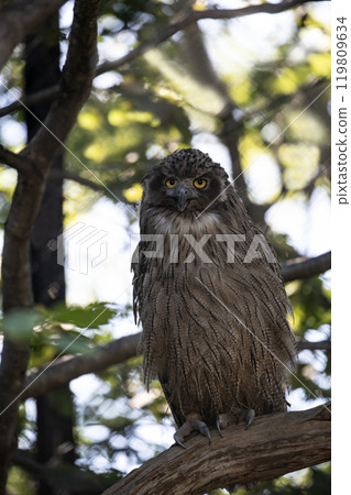 The forest where the island owl lives 119809634