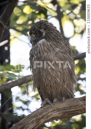 The forest where the island owl lives The forest where the island owl lives 119809635