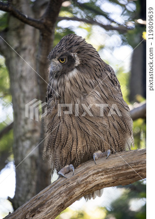 The forest where the island owl lives The forest where the island owl lives 119809639