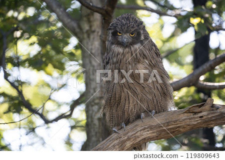 The forest where the island owl lives The forest where the island owl lives 119809643