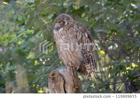 The forest where the island owl lives The forest where the island owl lives 119809655