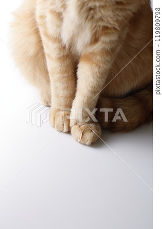 貓親子日常風景 119809798