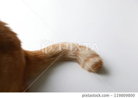 Daily scenery of cat parent and child 119809800