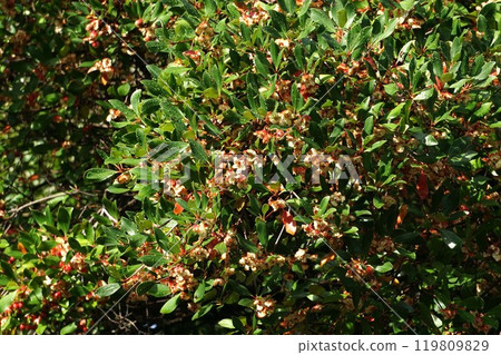 爆開的木谷水果 爆開的木谷水果 119809829