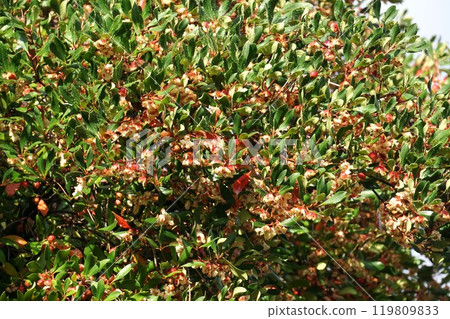 爆開的木谷水果 爆開的木谷水果 119809833