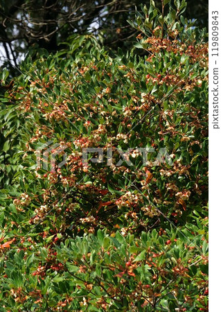 爆開的木谷水果 119809843