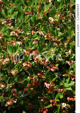 爆開的木谷水果 爆開的木谷水果 119809845