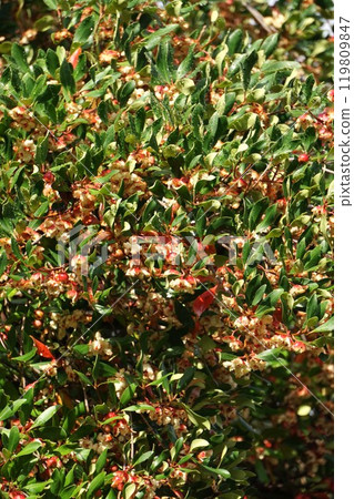 爆開的木谷水果 119809847