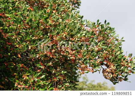 爆開的木谷水果 119809851