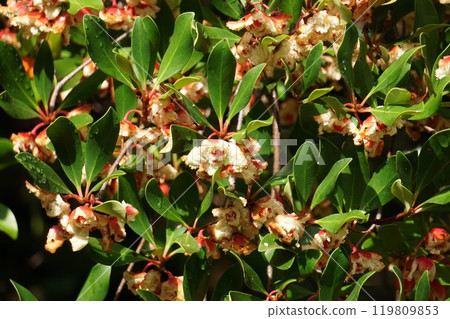 爆開的木谷水果 爆開的木谷水果 119809853