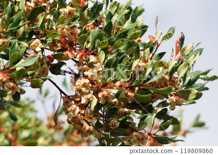 爆開的木谷水果 爆開的木谷水果 119809860