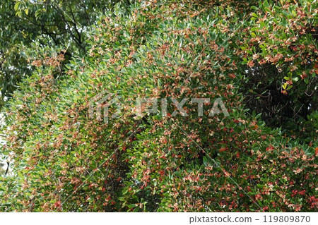 Popped Mokkoku fruit 119809870