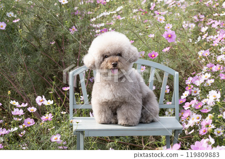 Cosmos and Sweet Potato, a toy poodle, sitting on a bench and smiling 119809883