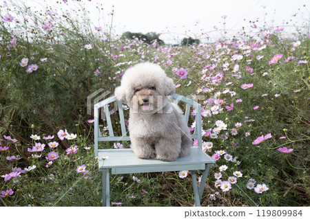 Cosmos and Sweet Potato, a toy poodle, sitting on a bench and smiling 119809984