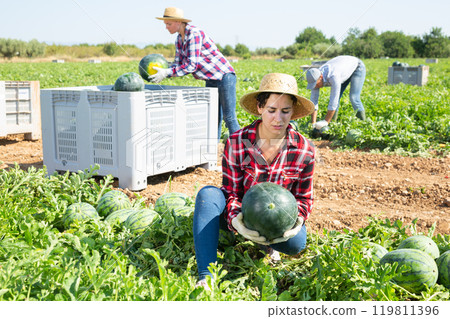 Woman plantation worker picking ripe watermelon on field Woman plantation worker picking ripe watermelon on field 119811396