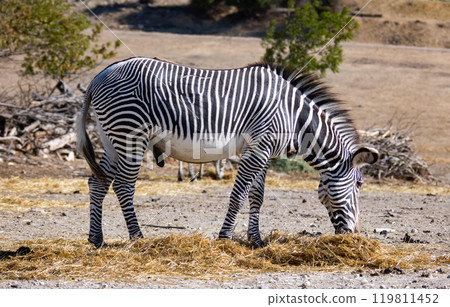Large male zebra grevy is standing near pile of hay and eating grass Large male zebra grevy is standing near pile of hay and eating grass 119811452