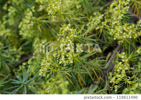 Blooming Euphorbia regis-jubae Blooming Euphorbia regis-jubae 119811490