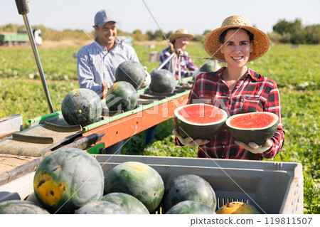 Woman farmer holding watermelon near harvesting machine 119811507