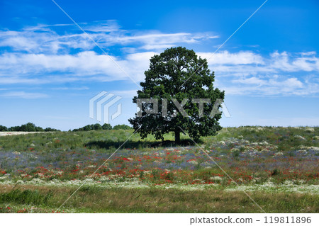 Beautiful wildflower meadow with large oak tree under a bright blue sky Beautiful wildflower meadow with large oak tree under a bright blue sky 119811896