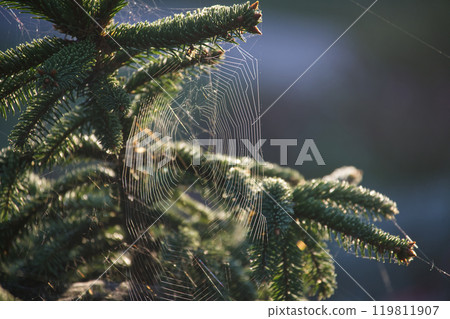 Intricate spider web on evergreen tree branch in morning light capturing nature's delicate beauty 119811907
