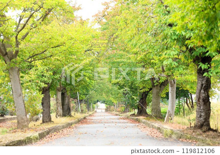 Tree-lined road in early autumn (Takabatake Town, Higashiokitama District, Yamagata Prefecture) 119812106