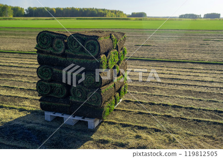 Freshly Harvested Turf Rolls Have Been Carefully Arranged on a Wooden Pallet for Sale 119812505
