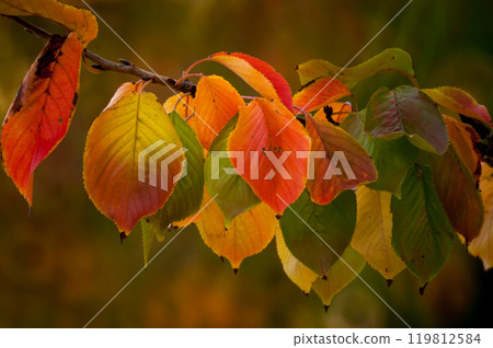 Autumn leaves of cherry blossoms on the Shinano River and Yasuragi Embankment Autumn leaves of cherry blossoms on the Shinano River and Yasuragi Embankment 119812584